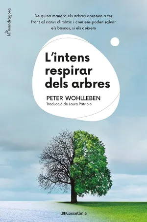 Lintens Respirar Dels Arbres