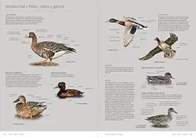 Aves de Europa Identificación de Todas las Especies y Plumajes